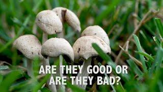 Are Mushrooms In a Lawn a Good Sign or are they Bad? How to Get Rid of Mushrooms in a Lawn?