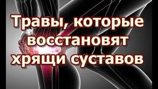 Травы, которые восстановят хрящи суставов