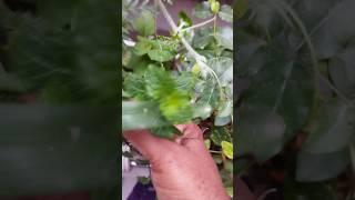 puthina#mullai#south #gardening #organic #plants #youtubeshorts