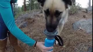 AutoDog Water Bottle