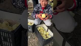 Beautiful Nature - Inspur Fresh Fruit wonderful video of Industry #9164