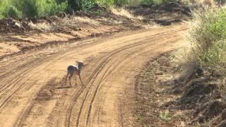 dik dik "fight"