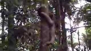 Three toed Sloth in Costa Rica