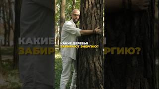КАКИЕ ДЕРЕВЬЯ ЗАБИРАЮТ ЭНЕРГИЮ?