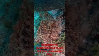 Stonefish- The World’s Most venomous fish #shorts #shortvideo #shortsfeed #shortsvideo #shortsviral