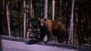 Amos Movie 3 Western Trip   Geyser, Bears, Horse riding, etc 11 minutes