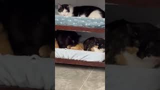 Furball Farm is feral cat luxury living!  #cat #love #happy #beautiful #rescue 