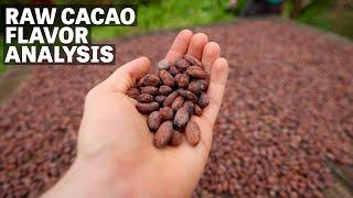 Our Process for Analyzing Raw Cacao | Ep.88 | Craft Chocolate TV