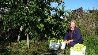 яблоня -наши ошибки дача под архангельском