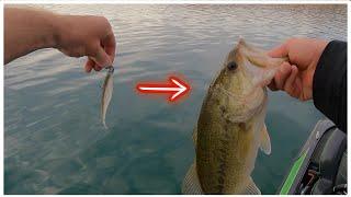 The 3 WORST Jig Head Minnow Mistakes Bass Fishing