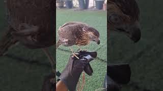 shark hawk hunting #eagles #birdslover #babyhawk