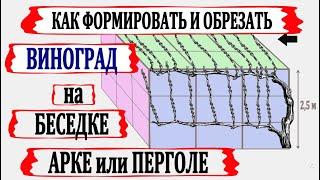  Формировка и обрезка винограда для беседки, арки или перголы.