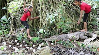 Girls meet big crocodile & baby at waterfall Pick egg for food - Crocodile egg Curry spicy delicious