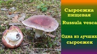 Сыроежка пищевая  ( Russula vesca)  -  Одна из лучших сыроежек