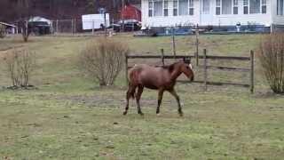 Boone county feral horses - Heart of Phoenix Equine Rescue