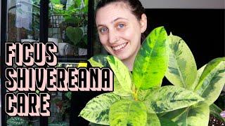 FICUS SHIVEREANA Care 🪴 tips & tricks