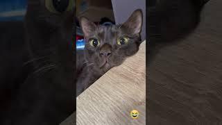 Funny Cat Videos  #funny #cat #funnycats