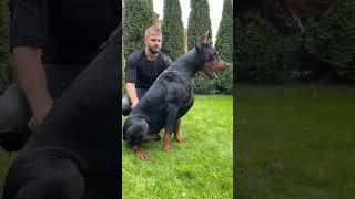 European #Doberman #kgf #viral #shorts