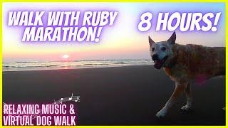 8 HOURS! Walk With Ruby MARATHON! Relaxing Music & Virtual Dog Walk #videosfordogs