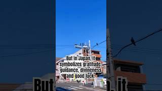 They’re are everywhere here! ‍⬛  #japan #crows #bird #japandaily