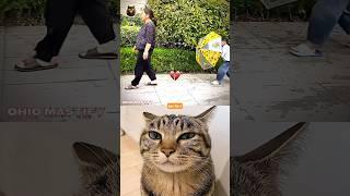 Umbrella prank  #cat #funny #tiktok #memes