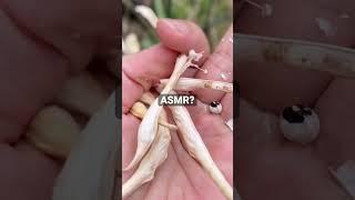 So Satisfying...HARVEST