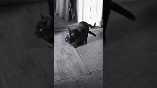 cat #cat .trampling a cat