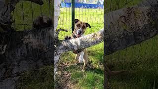 Элегантна во всём)) #ханна #прятки #кокетка #собачки #милыеживотные