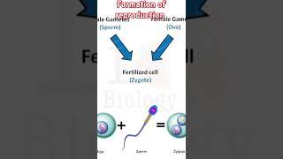 formation of reproduction !did you know formation of reproduction!science project #reproducibility