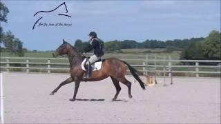 Hesteyri Horses ~ We Love Eventing ~ 2016