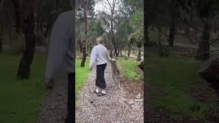 A normal day in Australia  #trending #viralvideo #foryou #recommended #blowup #funny #entertain