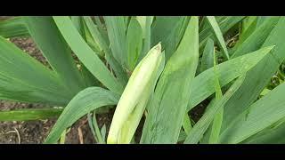 My Beautiful flowers is BloomingGlamorous gladioli plants