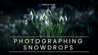 Photographing Snowdrops | SONY A7iii cinematic