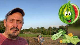Шукаємо між бур'янами кабачки.., сіємо знову ..!! Висаджую дуже витягнуту розсаду кавунів .