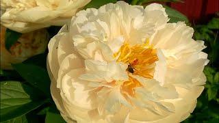 Пион Пастелеганс (Paeonia Pastelegance)