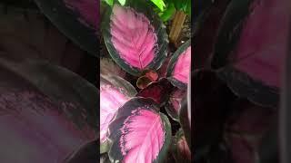 Calathea Rusco #plants #houseplants #plantita #calathea #pink