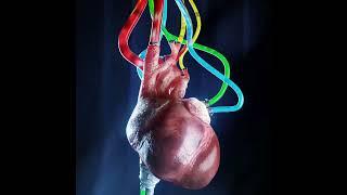 Heartbeat two | 3D loop animation