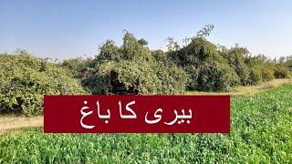 Beri Garden | Bair Ka Bagh | Bariyoon Ka Bagh | 4k | بیری کا باغ