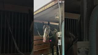 70% of my thoughts are just: RAZ #horse #equestrian