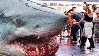 THE BIGGEST GREAT WHITE SHARKS Ever !