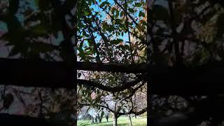 Malus Strawberry Parfait Crabapple #shorts #crabapple #malus