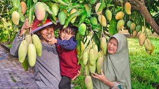 Memetik Mangga Golek Manis Seger di Kebun | Masak Tumis Mangga Muda,  Mangga Ketan, dan Ayam Bacem