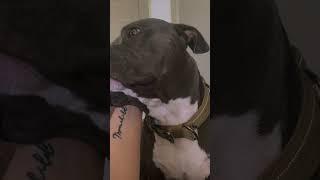 He’s in a whole other world with a ear rub.