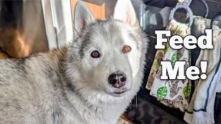 Watch My Dog Going Crazy For Her Food!