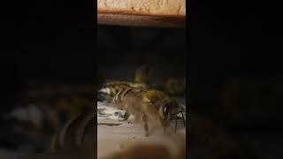 A look inside our Beehive!