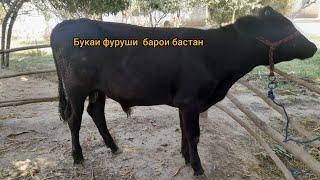 як сар Букачаи фруши +992.557 800 200,тел ватцап дора 01 09 24 сол