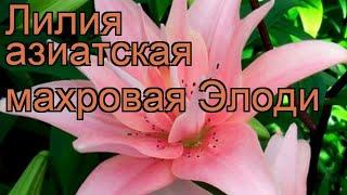 Лилия азиатская махровая Элоди (lilium)  лилия Элоди обзор: как сажать луковицы лилии Элоди