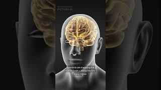 Will You Be Able to Upload Your Brain?