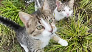 Exploring Istanbul's Stray Cat Paradise: Adorable Street Cats of Turkey