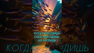 Всего 1% Живут Вне Матрицы. Anar Dreams #осознанность #жизнь #психология #пробуждение #мудрость